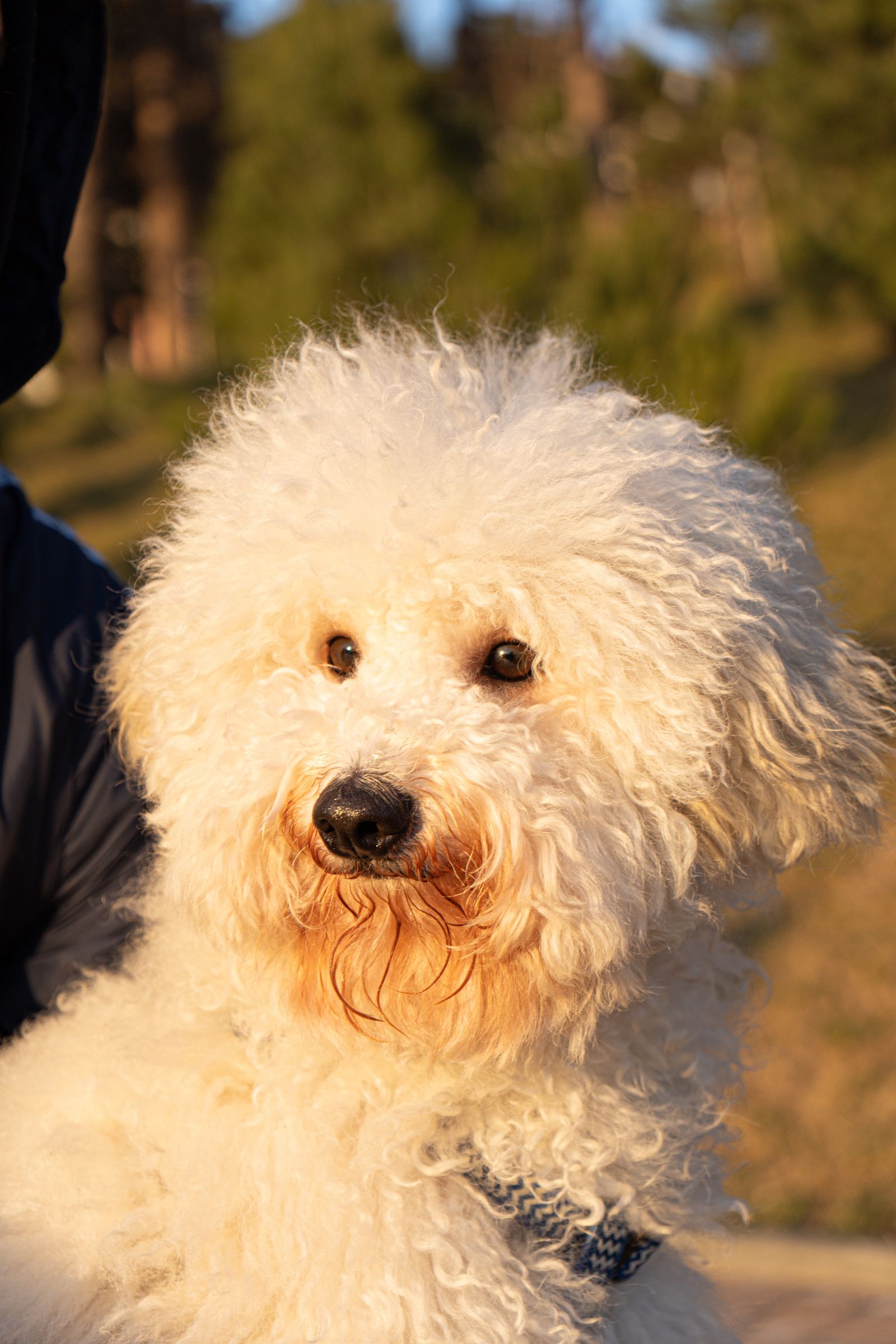 An elegant, freshly groomed white poodle resting calmly