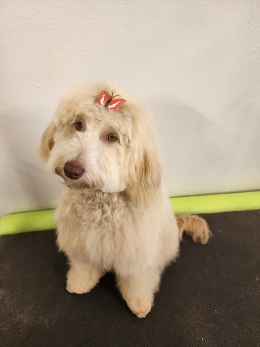A cream doodle freshly groomed at The Posh Paw